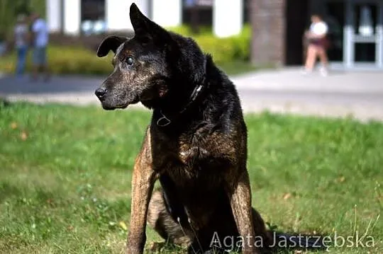 Klint___ Może ktoś się ulituje___