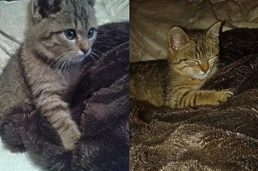 Buba szuka domu,  pomorskie Pruszcz Gdański