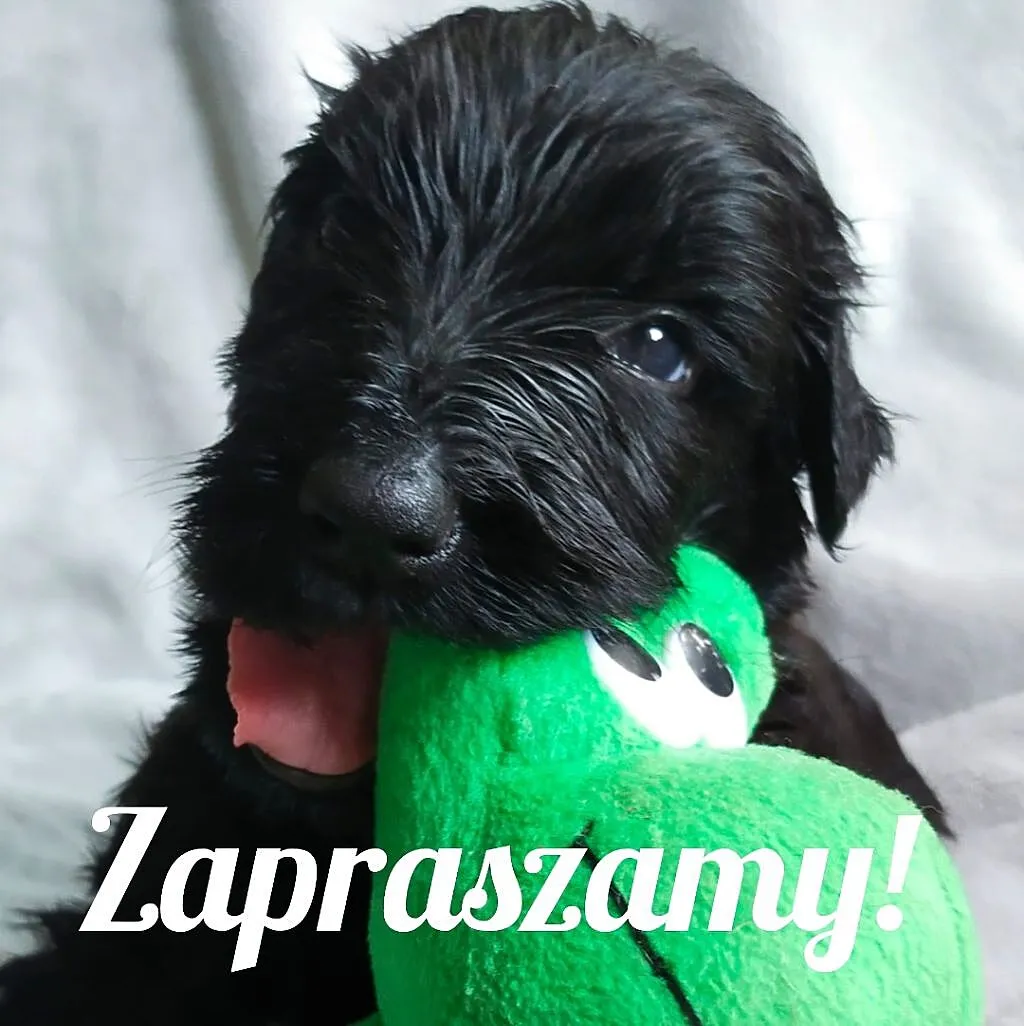 Szczeniaczki Czarny Terier Rosyjski, Dolnośląskie, Stary Zamek