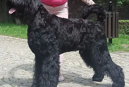 Szczeniaczki Czarny Terier Rosyjski, Dolnośląskie, Stary Zamek