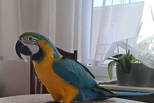 Papuga Ara Ararauna Samiec, Pomorskie, Kwidzyn