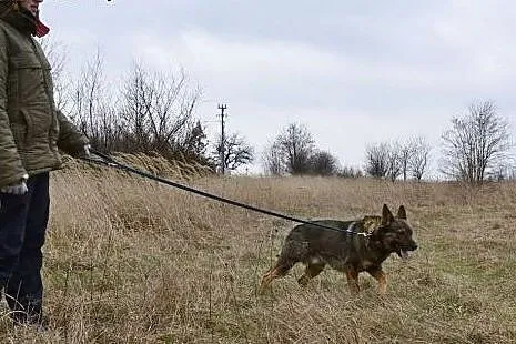 Aleks to śliczny, ale bardzo smutny piesek - zupeł