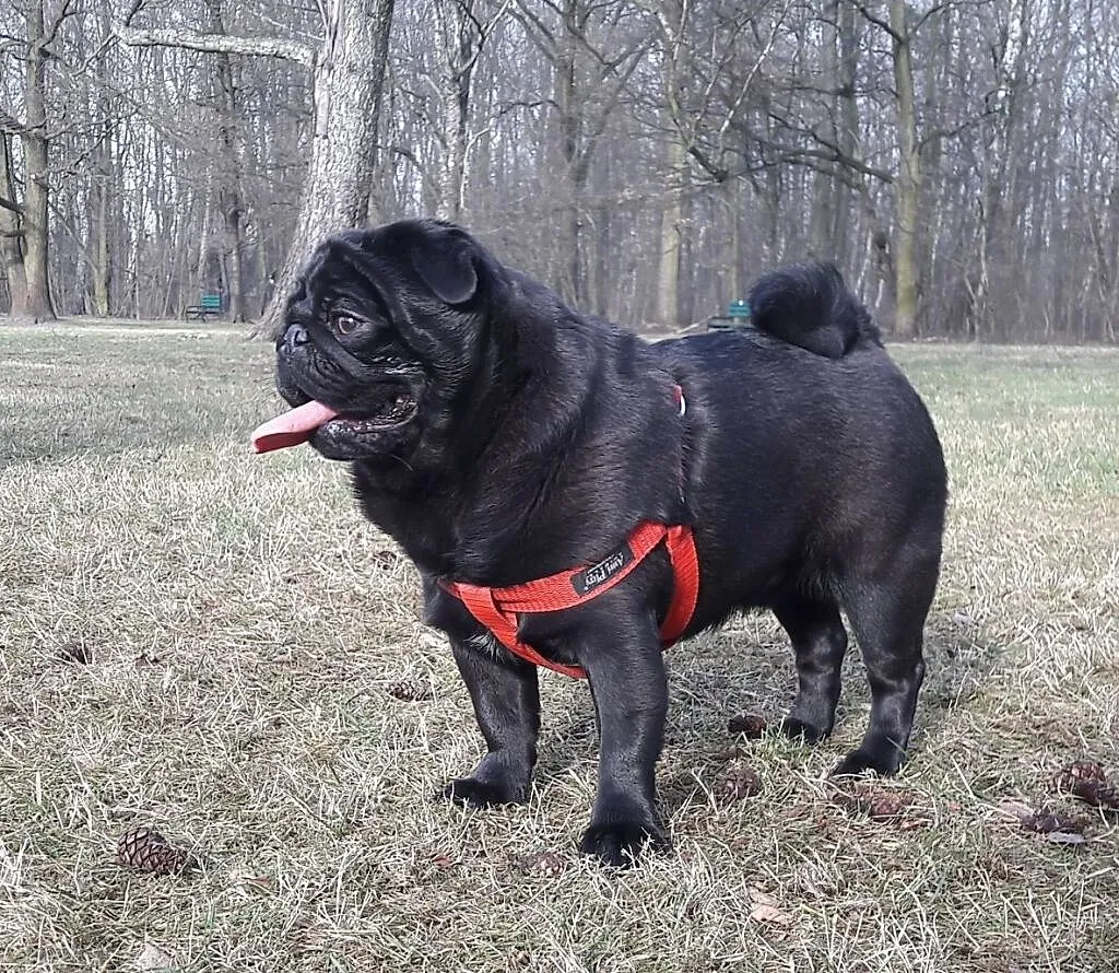 Mops Pies Reproduktor ,krycie, Łódzkie, Konstantynów Łódzki