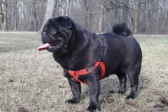 Mops Pies Reproduktor ,krycie, Łódzkie, Konstantynów Łódzki