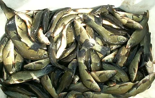 Tarlak Narybek lin, Kujawsko-pomorskie, Pruszcz