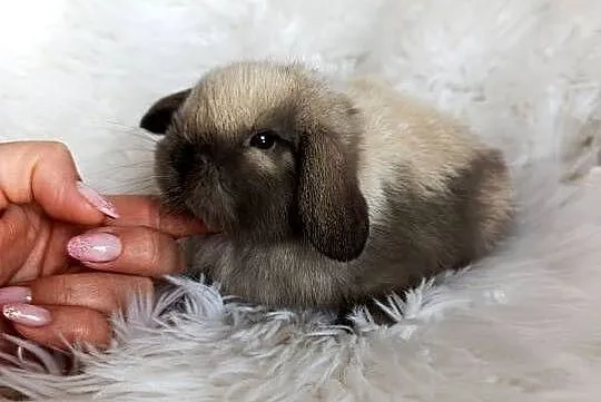 Królik miniaturka mini lop, Małopolskie, Szczucin
