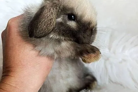 Królik miniaturka mini lop, Małopolskie, Szczucin