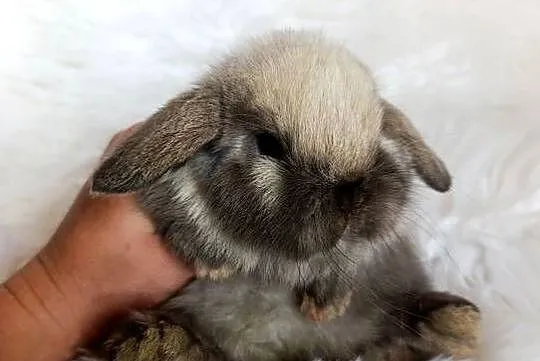 Królik miniaturka mini lop, Małopolskie, Szczucin