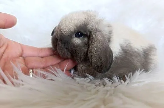 Królik miniaturka mini lop, Małopolskie, Szczucin
