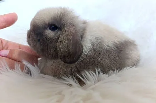 Królik miniaturka mini lop, Małopolskie, Szczucin