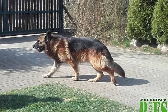 CEZAR - starszy owczarek niemiecki szuka domu, , Grabce-Towarzystwo