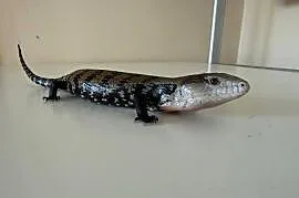 Scynk olbrzymi