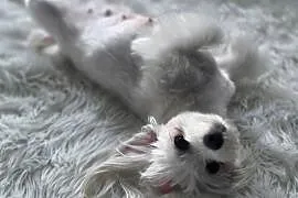 Maltańczyk szczeniak chłopiec