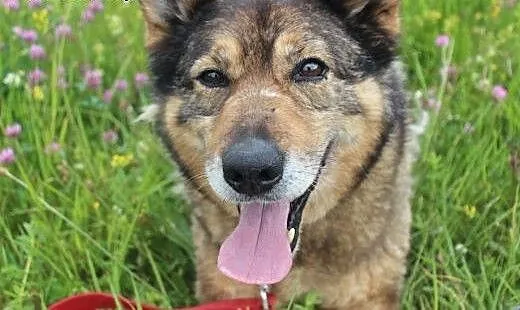 Florek - starszak do adopcji , dolnośląskie Świdn