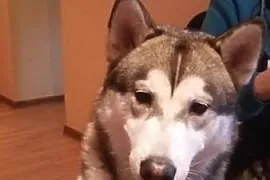 HASSAN młodziutki pies w typie alaskan malmaute sz, Katowice