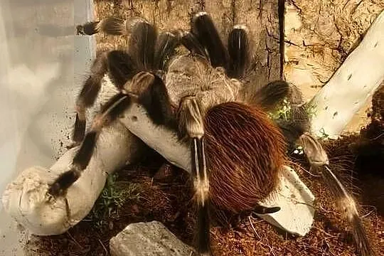 Ptasznik Vitalius Chromatus 4 letnia samica.