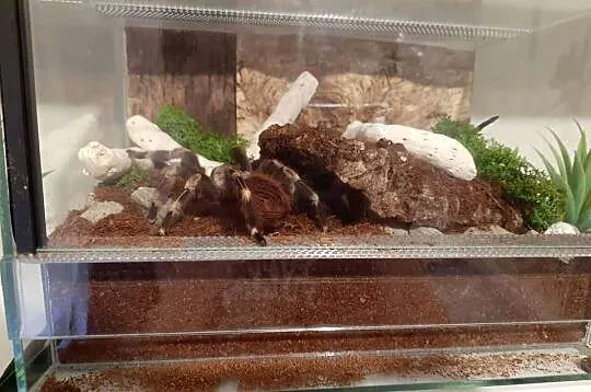 Ptasznik Vitalius Chromatus 4 letnia samica., Wielkopolskie, Poznań