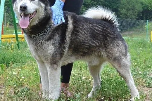 Drako piękny malamut do odpowiedzialnej ADOPCJI,  pomorskie Gdańsk