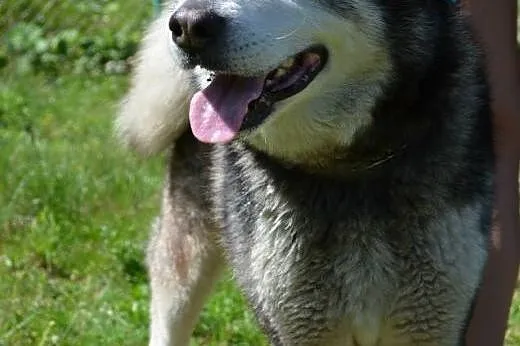 Drako piękny malamut do odpowiedzialnej ADOPCJI,  