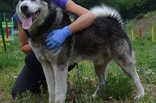 Drako piękny malamut do odpowiedzialnej ADOPCJI,  