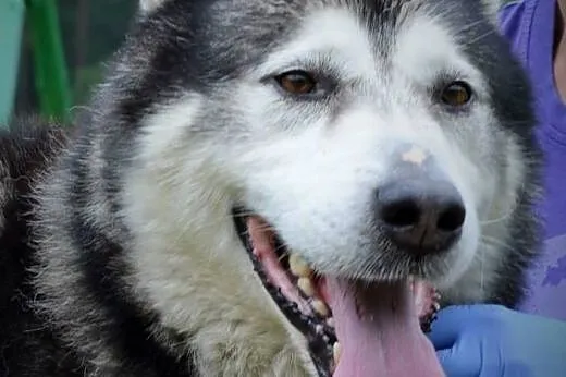 Drako piękny malamut do odpowiedzialnej ADOPCJI,  