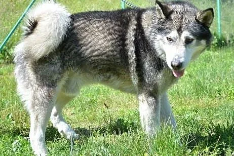 Drako piękny malamut do odpowiedzialnej ADOPCJI,  
