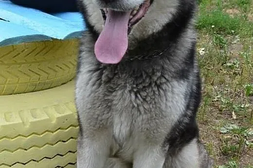 Drako piękny malamut do odpowiedzialnej ADOPCJI,  