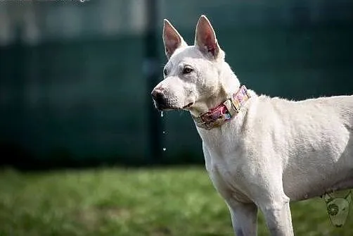 Jasnowłosa Cleo szuka człowieka do kochania.,  ślą
