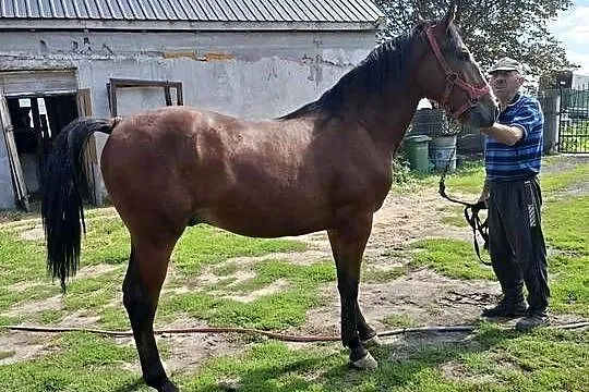 Ogierek /zamiana, Wielkopolskie, Konin