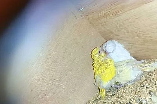 Sprzedam papugi do ręcznego karmienia, Wielkopolskie, Pleszew