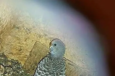 Sprzedam papugi do ręcznego karmienia, Wielkopolskie, Pleszew