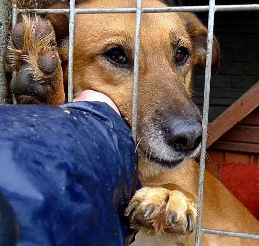 Reksio chciałby być kochany, mieć ciepły kocyk i p