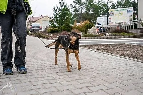 Kruki - kochany piesek - chętnie jako drugi,  lube