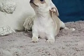 *** Gotowa Do Odbioru*** Przepiękna Dziewczynka Chihuahua***