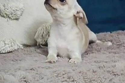 *** Gotowa Do Odbioru*** Przepiękna Dziewczynka Chihuahua***