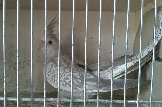 Sprzedam Nimfy z 2019r białogłowe i albino