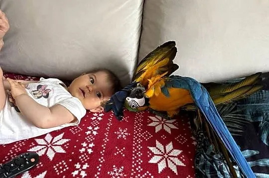 Papuga Ara samica DNA, Mazowieckie, Siedlce