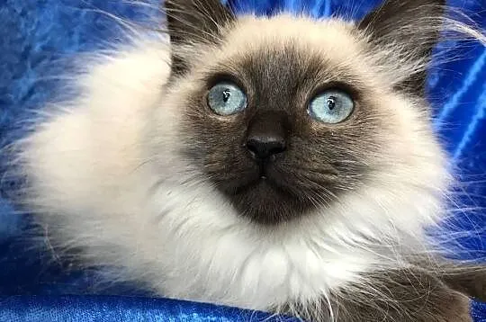 Rodowodowe kocięta Ragdoll