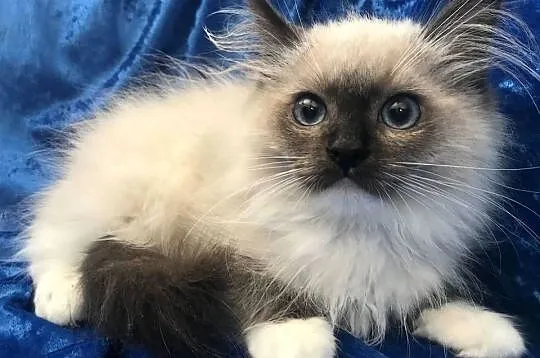 Rodowodowe kocięta Ragdoll, Opolskie, Brzeg