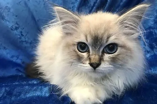 Rodowodowe kocięta Ragdoll, Opolskie, Brzeg