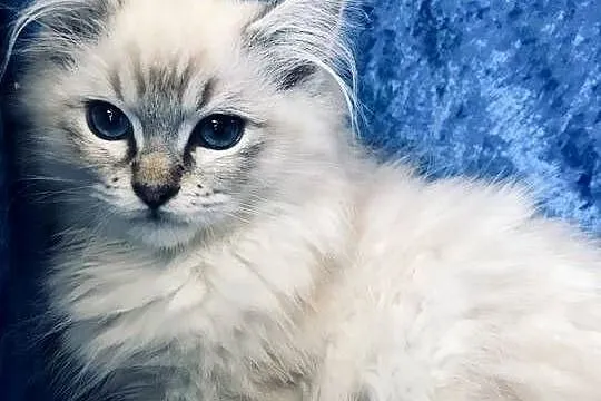 Rodowodowe kocięta Ragdoll, Opolskie, Brzeg