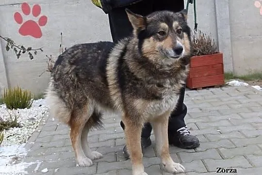 Zorza - miła suczka, Mazowieckie, Nowy Dwór Mazowiecki
