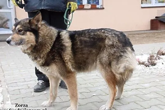 Zorza - miła suczka, Mazowieckie, Nowy Dwór Mazowiecki