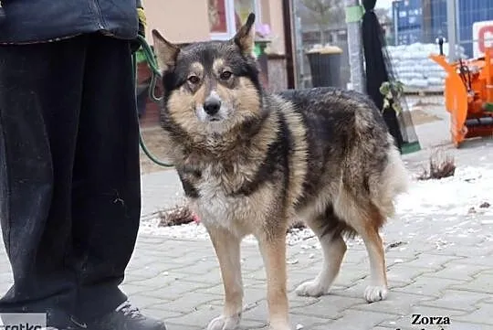 Zorza - miła suczka, Mazowieckie, Nowy Dwór Mazowiecki
