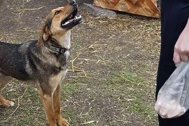 Młody Playboy, wesoły, kochający dzieci psiak,  Ku