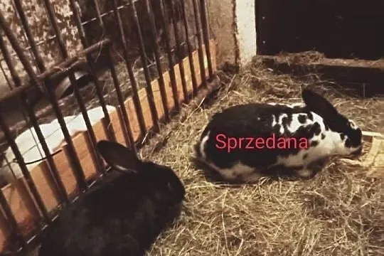 Sprzedam młodą  kotna samice królika