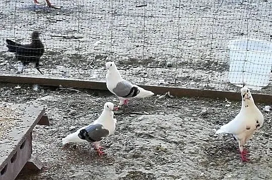 Gołębie ozdobne Mewki Dominikany