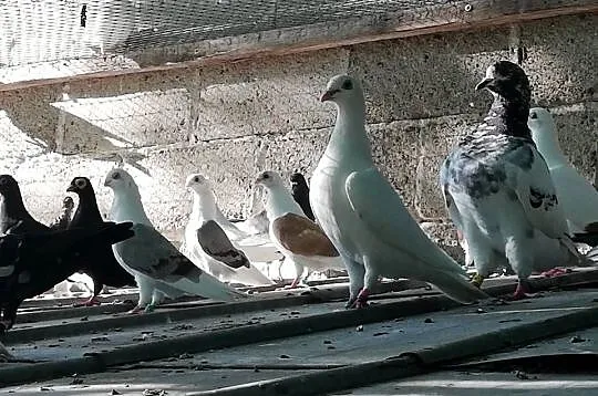 Gołębie ozdobne Mewki Dominikany, Podkarpackie, Łańcut
