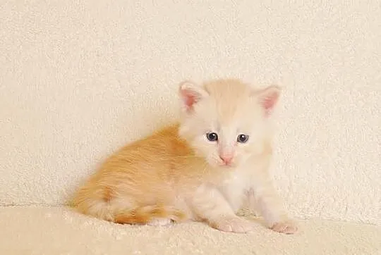 Śliczny kocurek Maine Coon - LEGALNA HODOWLA PZF/WCF