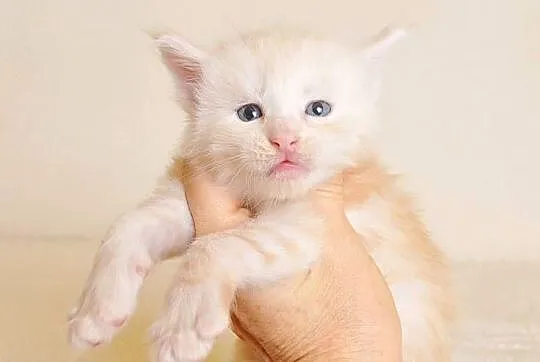 Śliczny kocurek Maine Coon - LEGALNA HODOWLA PZF/WCF, Podlaskie, Białystok